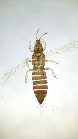  ( - DR7T)  @11 [ ] CreativeCommons Attribution Share-Alike (by-sa) (2025) Emma Wahlberg Swedish Museum of Natural History