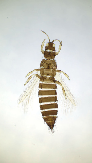  ( - DR8T)  @11 [ ] CreativeCommons Attribution Share-Alike (by-sa) (2025) Emma Wahlberg Swedish Museum of Natural History