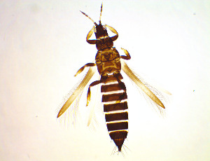  (Baliothrips kroli - DY4T)  @11 [ ] CreativeCommons Attribution Share-Alike (by-sa) (2025) Emma Wahlberg Swedish Museum of Natural History