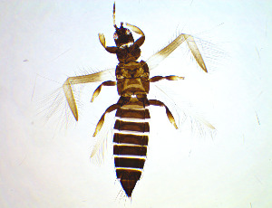  ( - DY5T)  @11 [ ] CreativeCommons Attribution Share-Alike (by-sa) (2025) Emma Wahlberg Swedish Museum of Natural History