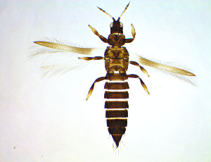  ( - DY6T)  @11 [ ] CreativeCommons Attribution Share-Alike (by-sa) (2025) Emma Wahlberg Swedish Museum of Natural History