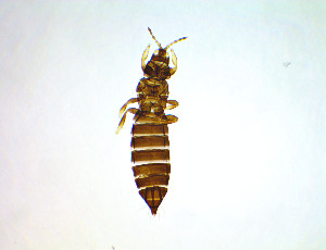  (Firmothrips - DZ9T)  @11 [ ] CreativeCommons Attribution Share-Alike (by-sa) (2025) Emma Wahlberg Swedish Museum of Natural History