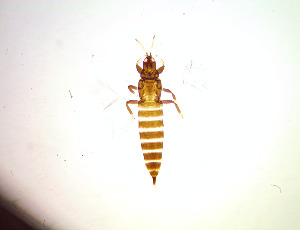  ( - EE1T)  @11 [ ] CreativeCommons Attribution Share-Alike (by-sa) (2025) Emma Wahlberg Swedish Museum of Natural History