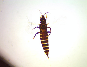  (Haplothrips propinquus - EFA1)  @11 [ ] CreativeCommons Attribution Share-Alike (by-sa) (2025) Emma Wahlberg Swedish Museum of Natural History