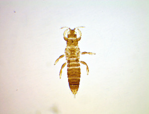  ( - EFB2)  @11 [ ] CreativeCommons Attribution Share-Alike (by-sa) (2025) Emma Wahlberg Swedish Museum of Natural History