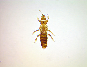  ( - EFB3)  @11 [ ] CreativeCommons Attribution Share-Alike (by-sa) (2025) Emma Wahlberg Swedish Museum of Natural History