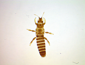  ( - EFB4)  @11 [ ] CreativeCommons Attribution Share-Alike (by-sa) (2025) Emma Wahlberg Swedish Museum of Natural History