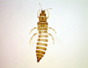  ( - EFB6)  @11 [ ] CreativeCommons Attribution Share-Alike (by-sa) (2025) Emma Wahlberg Swedish Museum of Natural History