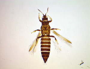  ( - EFE5)  @11 [ ] CreativeCommons Attribution Share-Alike (by-sa) (2025) Emma Wahlberg Swedish Museum of Natural History