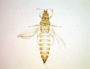  ( - EFE6)  @11 [ ] CreativeCommons Attribution Share-Alike (by-sa) (2025) Emma Wahlberg Swedish Museum of Natural History