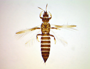  ( - EFJ7)  @11 [ ] CreativeCommons Attribution Share-Alike (by-sa) (2025) Emma Wahlberg Swedish Museum of Natural History