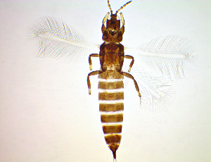  ( - EH8T)  @11 [ ] CreativeCommons Attribution Share-Alike (by-sa) (2025) Emma Wahlberg Swedish Museum of Natural History