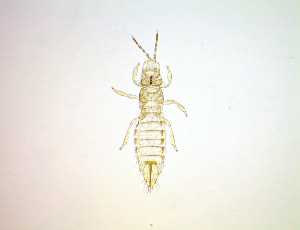  (Mycterothrips salicis - EI5T)  @11 [ ] CreativeCommons Attribution Share-Alike (by-sa) (2025) Emma Wahlberg Swedish Museum of Natural History