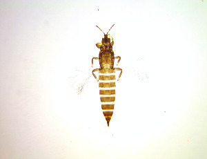  ( - ER5T)  @11 [ ] CreativeCommons Attribution Share-Alike (by-sa) (2025) Emma Wahlberg Swedish Museum of Natural History