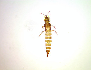  ( - ER6T)  @11 [ ] CreativeCommons Attribution Share-Alike (by-sa) (2025) Emma Wahlberg Swedish Museum of Natural History