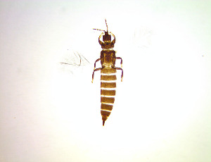  ( - ER7T)  @11 [ ] CreativeCommons Attribution Share-Alike (by-sa) (2025) Emma Wahlberg Swedish Museum of Natural History