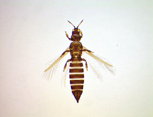  ( - ES7T)  @11 [ ] CreativeCommons Attribution Share-Alike (by-sa) (2025) Emma Wahlberg Swedish Museum of Natural History