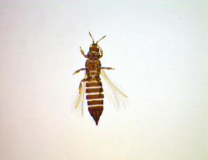  ( - ES8T)  @11 [ ] CreativeCommons Attribution Share-Alike (by-sa) (2025) Emma Wahlberg Swedish Museum of Natural History