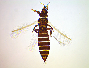  ( - EZ4T)  @11 [ ] CreativeCommons Attribution Share-Alike (by-sa) (2025) Emma Wahlberg Swedish Museum of Natural History