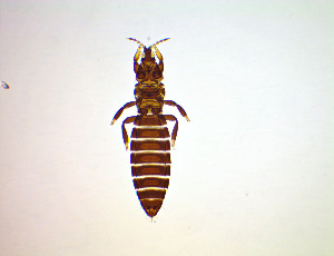  ( - EZ6T)  @11 [ ] CreativeCommons Attribution Share-Alike (by-sa) (2025) Emma Wahlberg Swedish Museum of Natural History