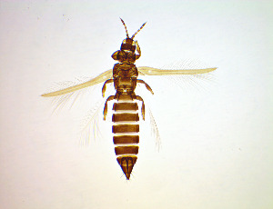  ( - EZ9T)  @11 [ ] CreativeCommons Attribution Share-Alike (by-sa) (2025) Emma Wahlberg Swedish Museum of Natural History