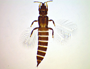  ( - FA7T)  @11 [ ] CreativeCommons Attribution Share-Alike (by-sa) (2025) Emma Wahlberg Swedish Museum of Natural History