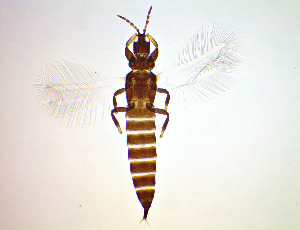  ( - FA8T)  @11 [ ] CreativeCommons Attribution Share-Alike (by-sa) (2025) Emma Wahlberg Swedish Museum of Natural History