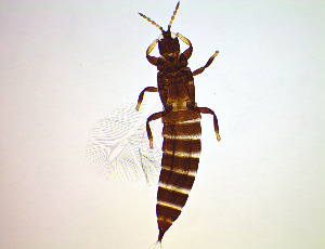  ( - FB3T)  @11 [ ] CreativeCommons Attribution Share-Alike (by-sa) (2025) Emma Wahlberg Swedish Museum of Natural History