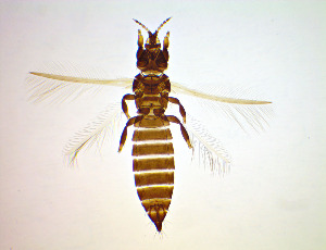  ( - FB4T)  @11 [ ] CreativeCommons Attribution Share-Alike (by-sa) (2025) Emma Wahlberg Swedish Museum of Natural History