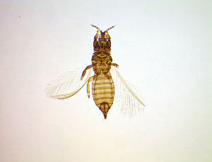  ( - FB7T)  @11 [ ] CreativeCommons Attribution Share-Alike (by-sa) (2025) Emma Wahlberg Swedish Museum of Natural History