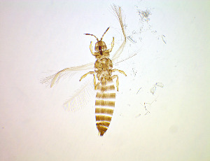  (Rubiothrips - FB8T)  @11 [ ] CreativeCommons Attribution Share-Alike (by-sa) (2025) Emma Wahlberg Swedish Museum of Natural History