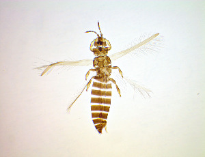  ( - FC1T)  @11 [ ] CreativeCommons Attribution Share-Alike (by-sa) (2025) Emma Wahlberg Swedish Museum of Natural History