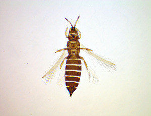  ( - FC2T)  @11 [ ] CreativeCommons Attribution Share-Alike (by-sa) (2025) Emma Wahlberg Swedish Museum of Natural History