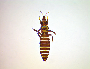  ( - FC4T)  @11 [ ] CreativeCommons Attribution Share-Alike (by-sa) (2025) Emma Wahlberg Swedish Museum of Natural History