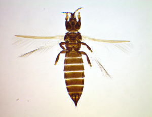  ( - FC6T)  @11 [ ] CreativeCommons Attribution Share-Alike (by-sa) (2025) Emma Wahlberg Swedish Museum of Natural History