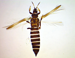  ( - FC9T)  @11 [ ] CreativeCommons Attribution Share-Alike (by-sa) (2025) Emma Wahlberg Swedish Museum of Natural History