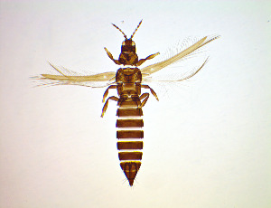  ( - FE3T)  @11 [ ] CreativeCommons Attribution Share-Alike (by-sa) (2025) Emma Wahlberg Swedish Museum of Natural History