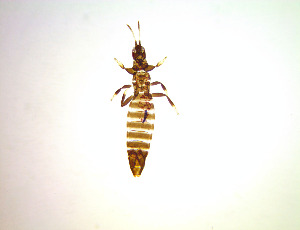  ( - FE5T)  @11 [ ] CreativeCommons Attribution Share-Alike (by-sa) (2025) Emma Wahlberg Swedish Museum of Natural History