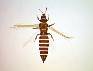  (Anaphothrips badius - FE9T)  @11 [ ] CreativeCommons Attribution Share-Alike (by-sa) (2025) Emma Wahlberg Swedish Museum of Natural History