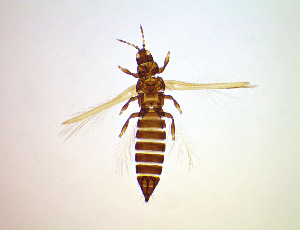  ( - FF1T)  @11 [ ] CreativeCommons Attribution Share-Alike (by-sa) (2025) Emma Wahlberg Swedish Museum of Natural History