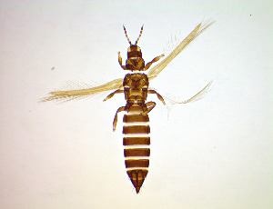  ( - FF2T)  @11 [ ] CreativeCommons Attribution Share-Alike (by-sa) (2025) Emma Wahlberg Swedish Museum of Natural History