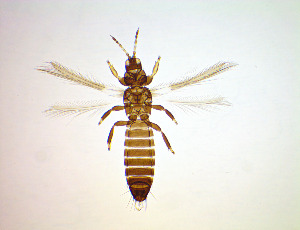  ( - FF3T)  @11 [ ] CreativeCommons Attribution Share-Alike (by-sa) (2025) Emma Wahlberg Swedish Museum of Natural History