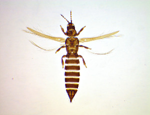  ( - FG6T)  @11 [ ] CreativeCommons Attribution Share-Alike (by-sa) (2025) Emma Wahlberg Swedish Museum of Natural History