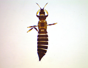  ( - FG9T)  @11 [ ] CreativeCommons Attribution Share-Alike (by-sa) (2025) Emma Wahlberg Swedish Museum of Natural History