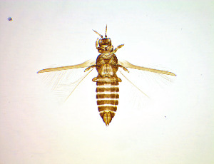  ( - FI3T)  @11 [ ] CreativeCommons Attribution Share-Alike (by-sa) (2025) Emma Wahlberg Swedish Museum of Natural History