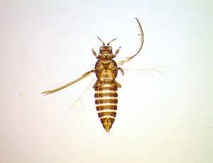  ( - FI5T)  @11 [ ] CreativeCommons Attribution Share-Alike (by-sa) (2025) Emma Wahlberg Swedish Museum of Natural History