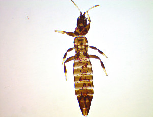  ( - FM3T)  @11 [ ] CreativeCommons Attribution Share-Alike (by-sa) (2025) Emma Wahlberg Swedish Museum of Natural History