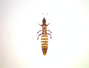  ( - FM4T)  @11 [ ] CreativeCommons Attribution Share-Alike (by-sa) (2025) Emma Wahlberg Swedish Museum of Natural History