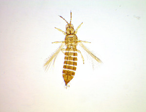  (Mycterothrips consociatus - FN9T)  @11 [ ] CreativeCommons Attribution Share-Alike (by-sa) (2025) Emma Wahlberg Swedish Museum of Natural History