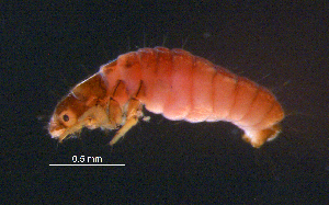  ( - BIOUG03301-G11)  @12 [ ] CreativeCommons - Attribution (2013) Stantec Centre for Biodiversity Genomics